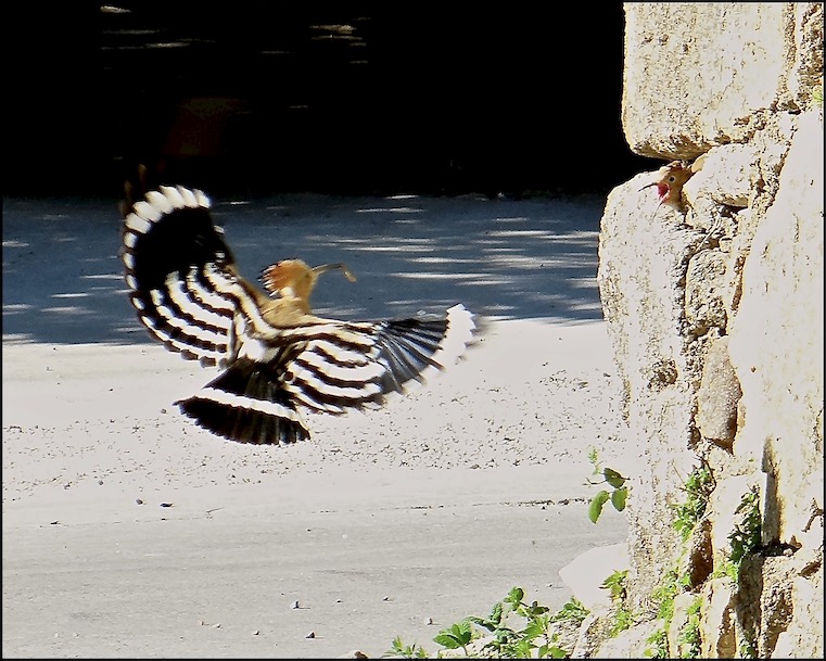 hoopoe feeding young